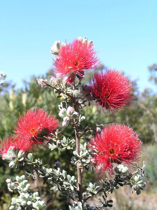 KUNZEA PULCHELLA (GREY LEAF FORM)