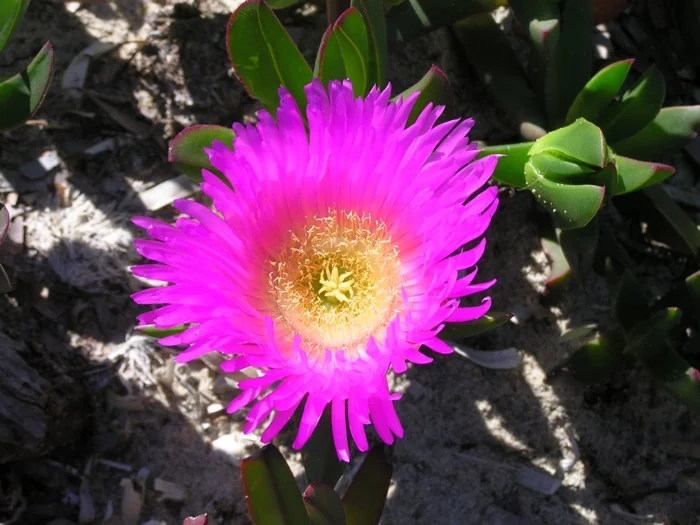 CARPOBROTUS VIRESCENS - "COASTAL PIGFACE"