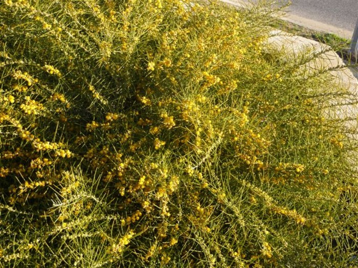 ACACIA ASHBYAE