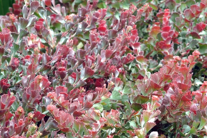 ADENANTHOS CUNEATUS