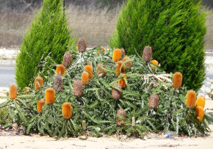 BANKSIA ASHBYI DWARF - "LITTLE CARNARVON CANDLES"