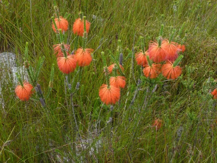 BEAUFORTIA SPARSA - "SOUTHWEST BOTTLEBRUSH"
