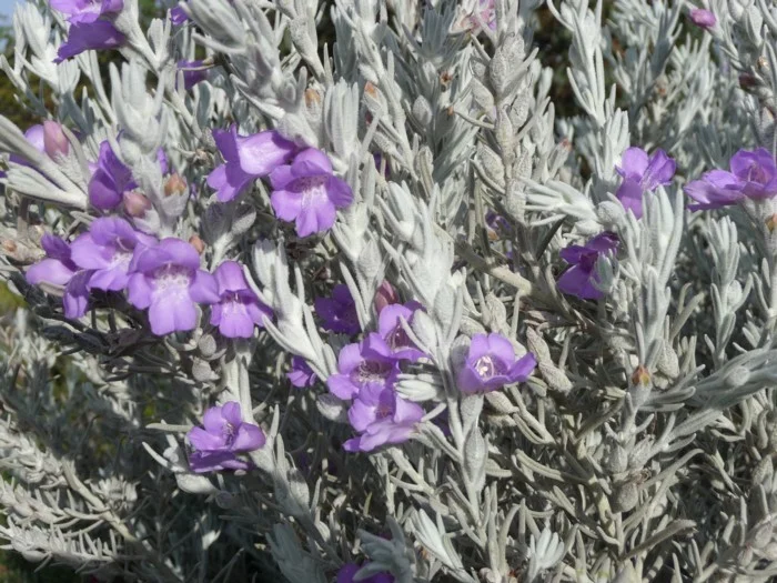 EREMOPHILA NIVEA - "SPRING MIST"