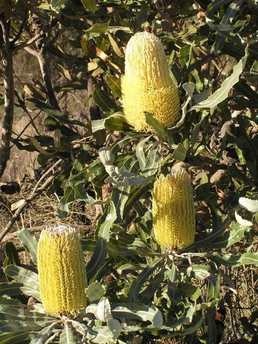 BANKSIA MENZIESII DWARF - “LITTLE RED BANKSIA”