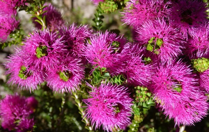 BEAUFORTIA ELEGANS