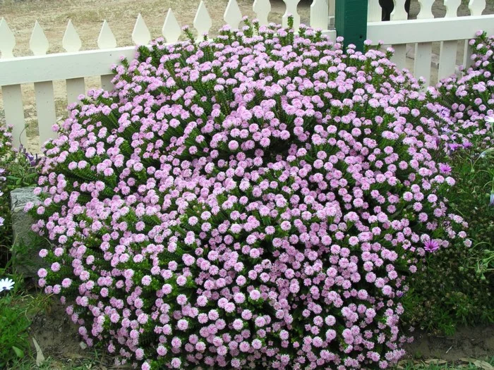 PIMELEA FERRUGINEA - "SHELL PINK"