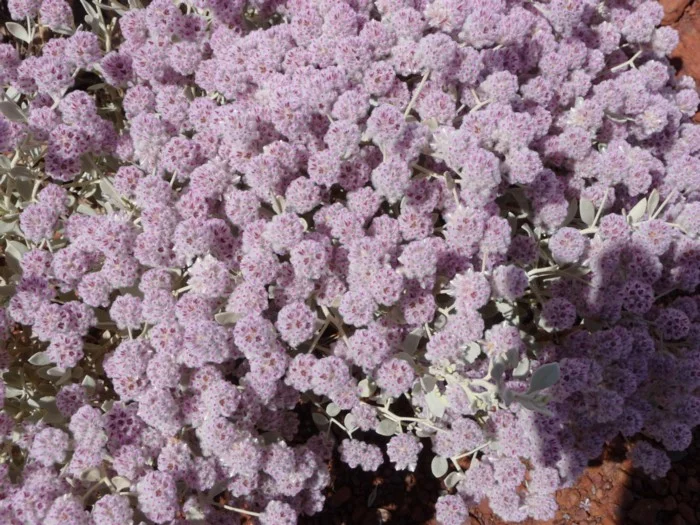 PTILOTUS OBOVATUS - "COTTON BUSH"