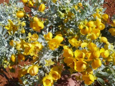 SENNA ARTEMISIOIDES - "SILVER CASSIA"