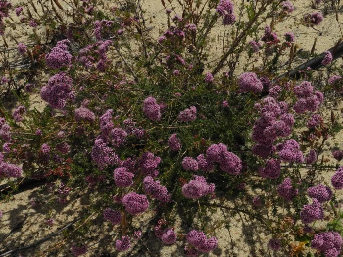 VERTICORDIA DENSIFLORA - "PINK FEATHER FLOWER"