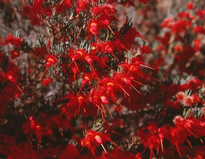 VERTICORDIA MITCHELLIANA - "RAPIER FEATHER FLOWER"
