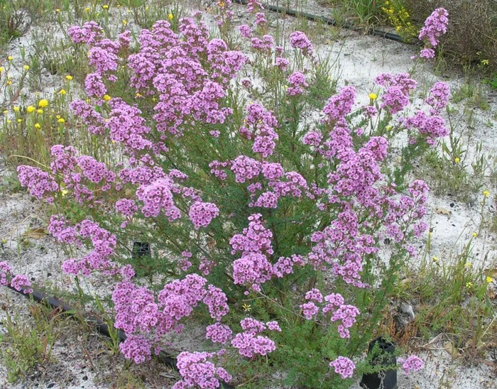 VERTICORDIA PLUMOSA - "POM POM"