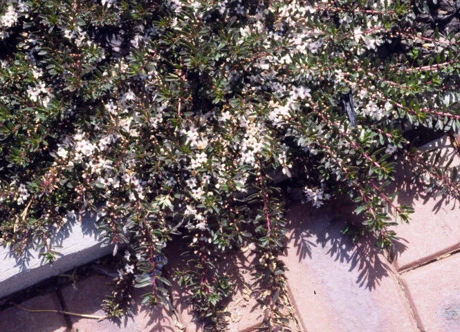 Myoropum Parvifolium Purpurea