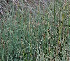 Baumea juncea habit.jpg