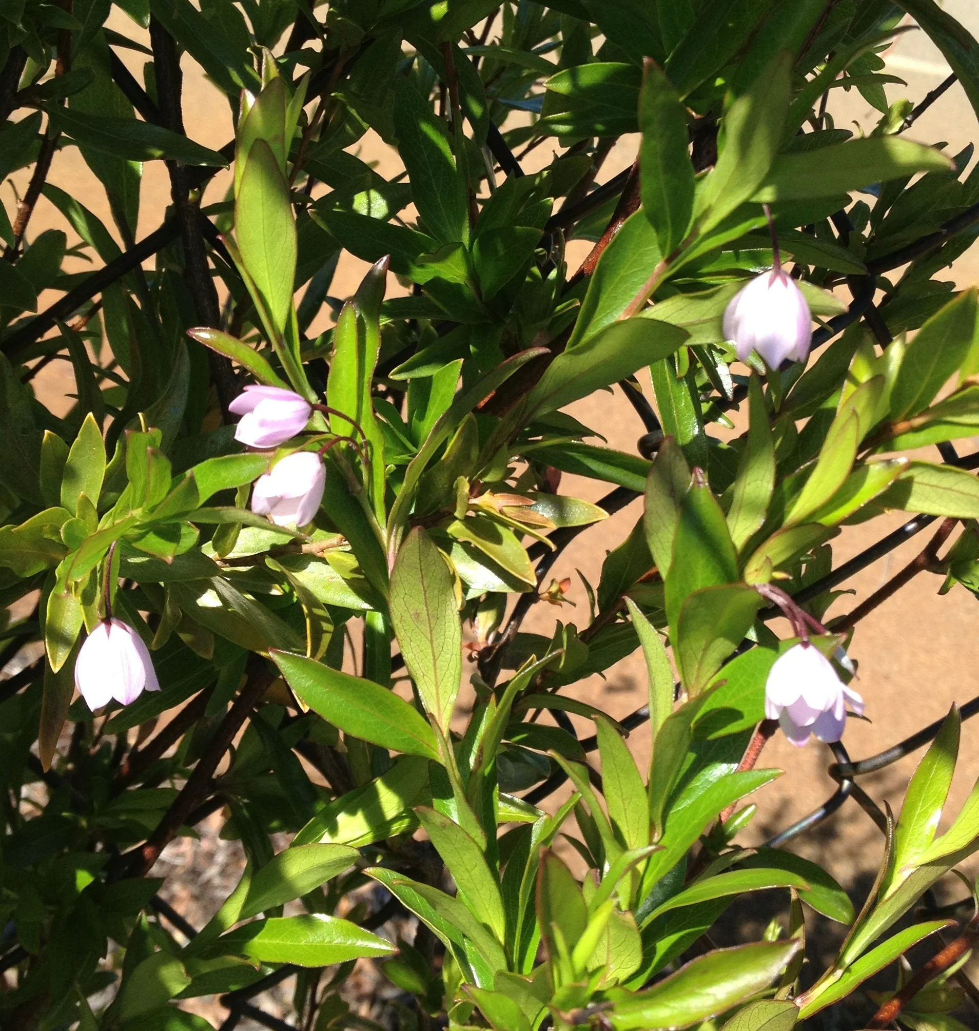 Myoporum-parvifolium-purpurea.jpg