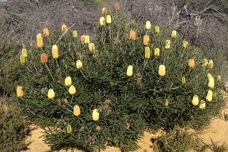 Banksia Attenuata Dwarf