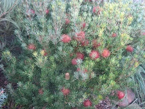 Banksia Occidentalis