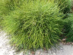 Banksia Nivea