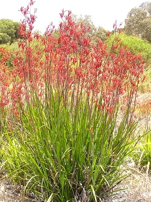 Anigozanthos Flavidus Red