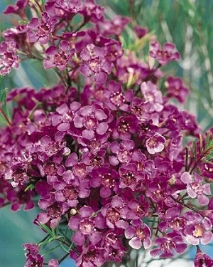 Tree Smokebush.jpg