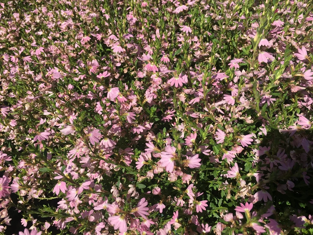 Scaevola aemula pink