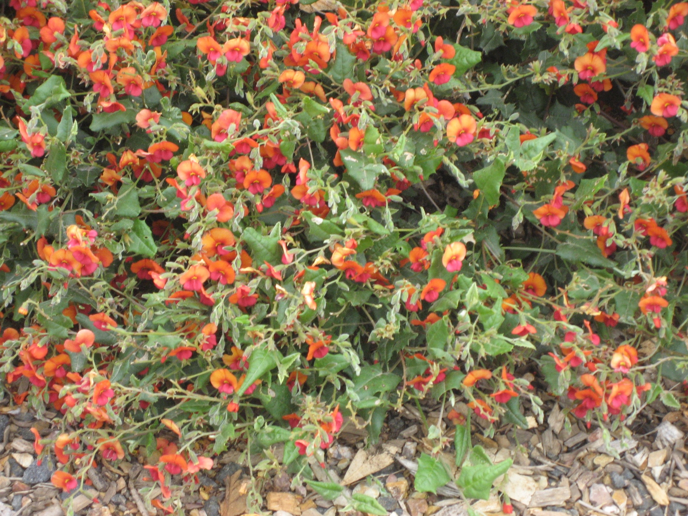 Chorizema Varium - "Seaside Flame Pea"