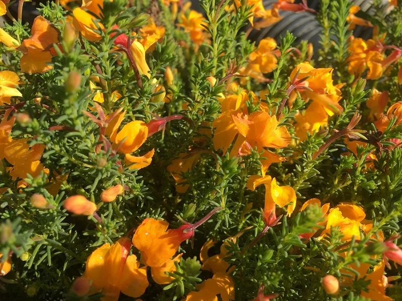 Lechenaultia formosa Eldorado