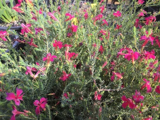 Lechenaultia Lola