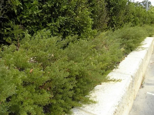Grevillea thelemanniana