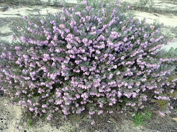 Guichenotia macrantha ‘dwarf’