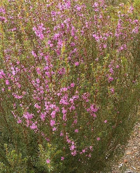 Hypocalymma robustum ‘Pink Myrtle’