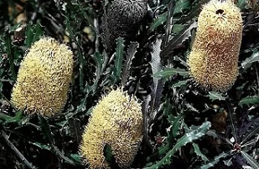 Banksia Pilostylis
