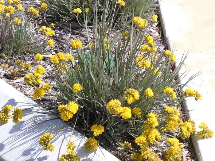 Constylis candicans var calcicola.jpg