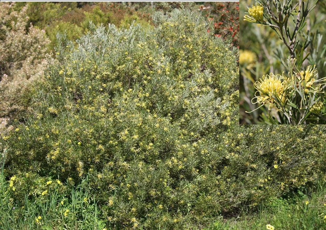 GREVILLEA OLIVACEA X PREISSII - "LEMON SUPREME"
