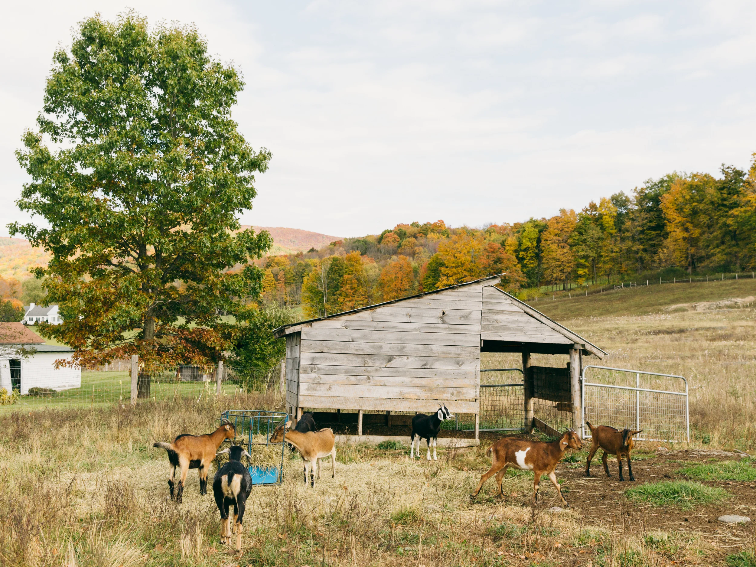 Consider Bardwell Farm West Pawlet, VT