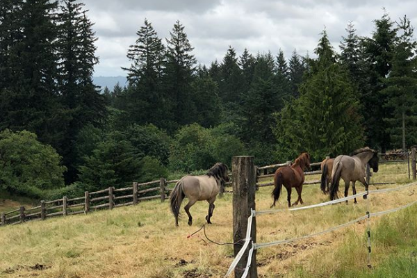 Horses.png