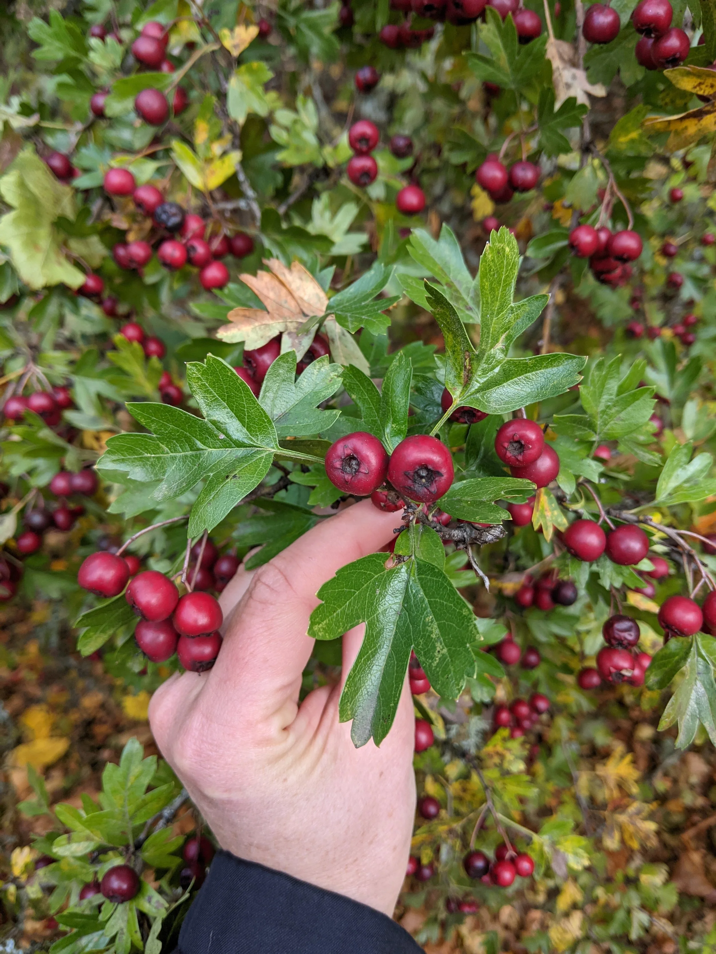 Hawthorn berries and leaves.jpg