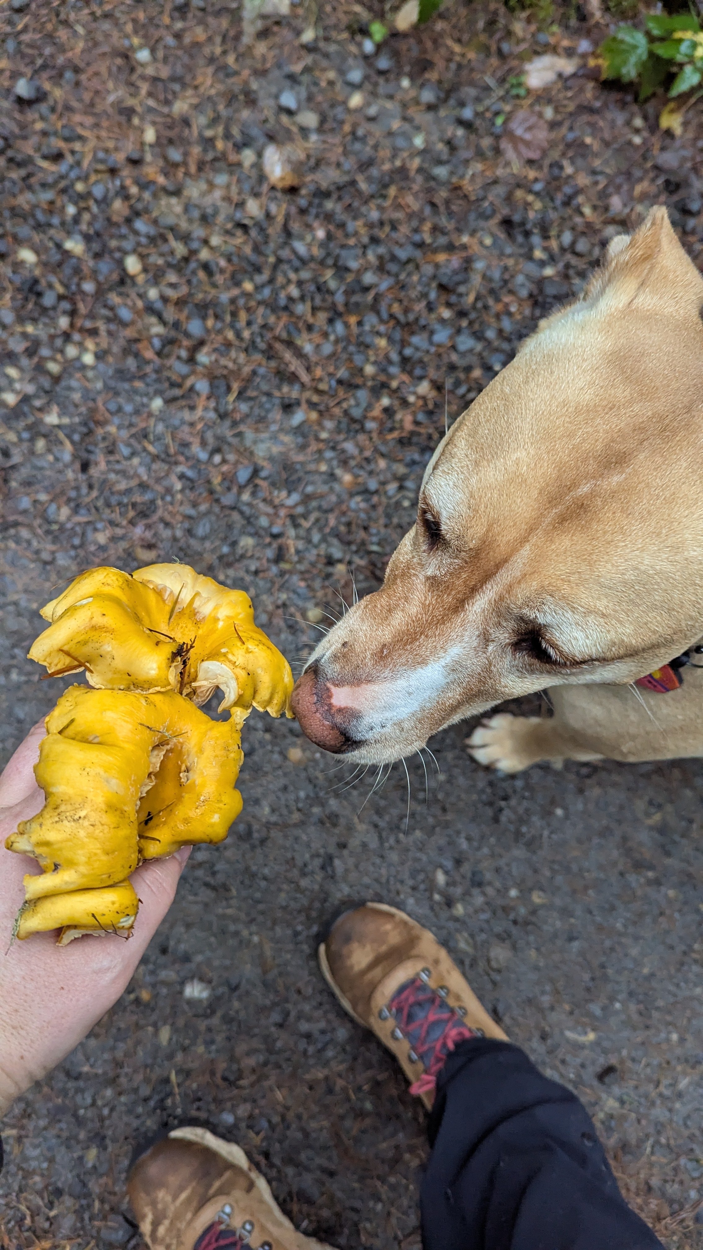 Ethical Shamanism Michelle Hawk Portland Oregon