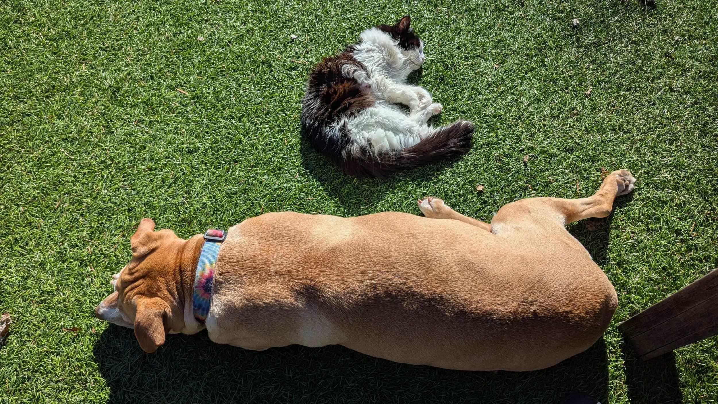 Shamanic Healer Michelle Hawk Portland Oregon