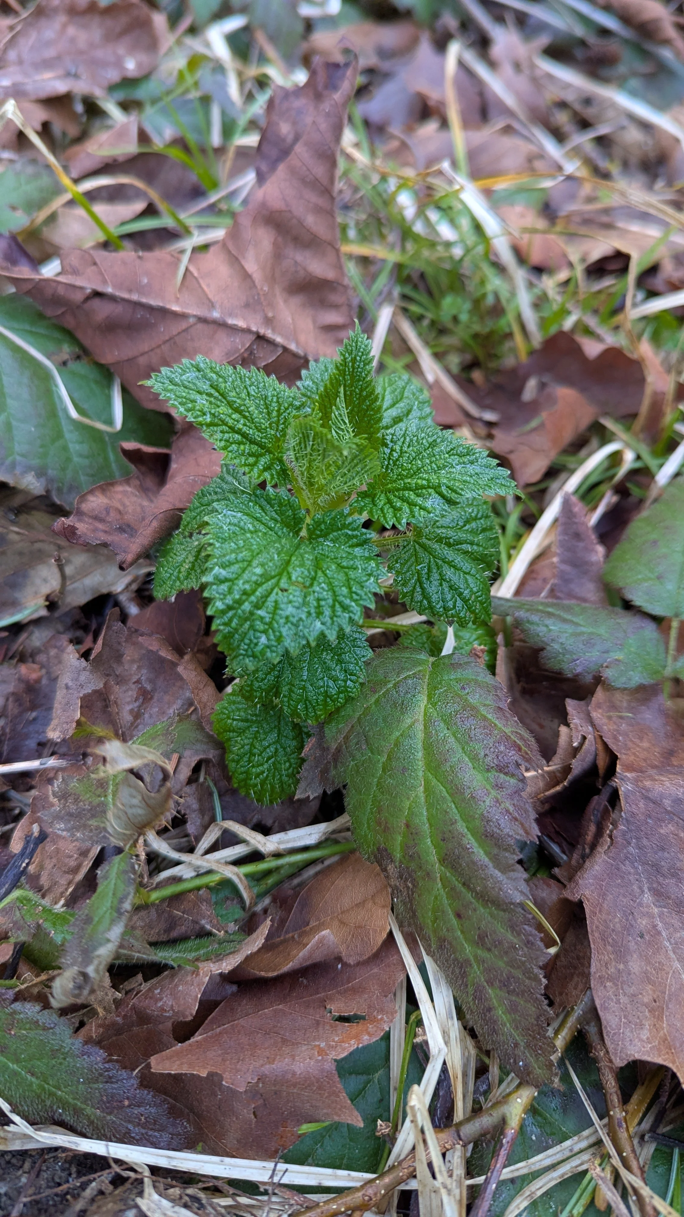 Land and Nature Spirits in Shamanic Practice Michelle Hawk