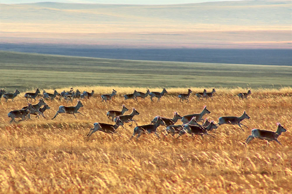 Gazelles by Khasar Sandag