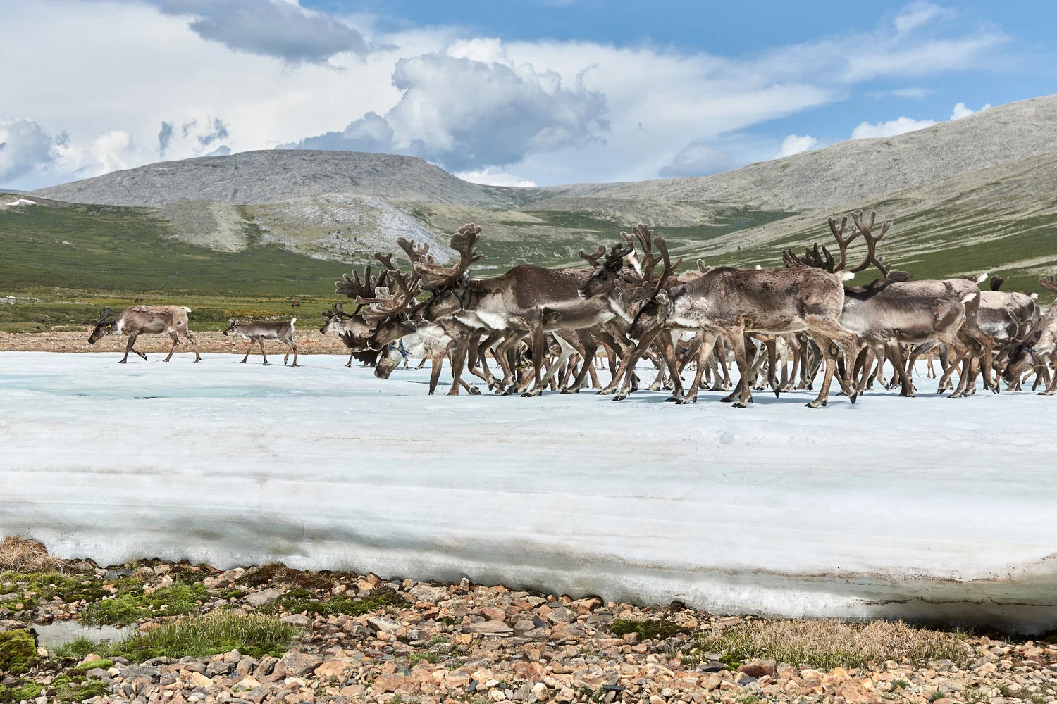 Reindeers by Khasar Sandag