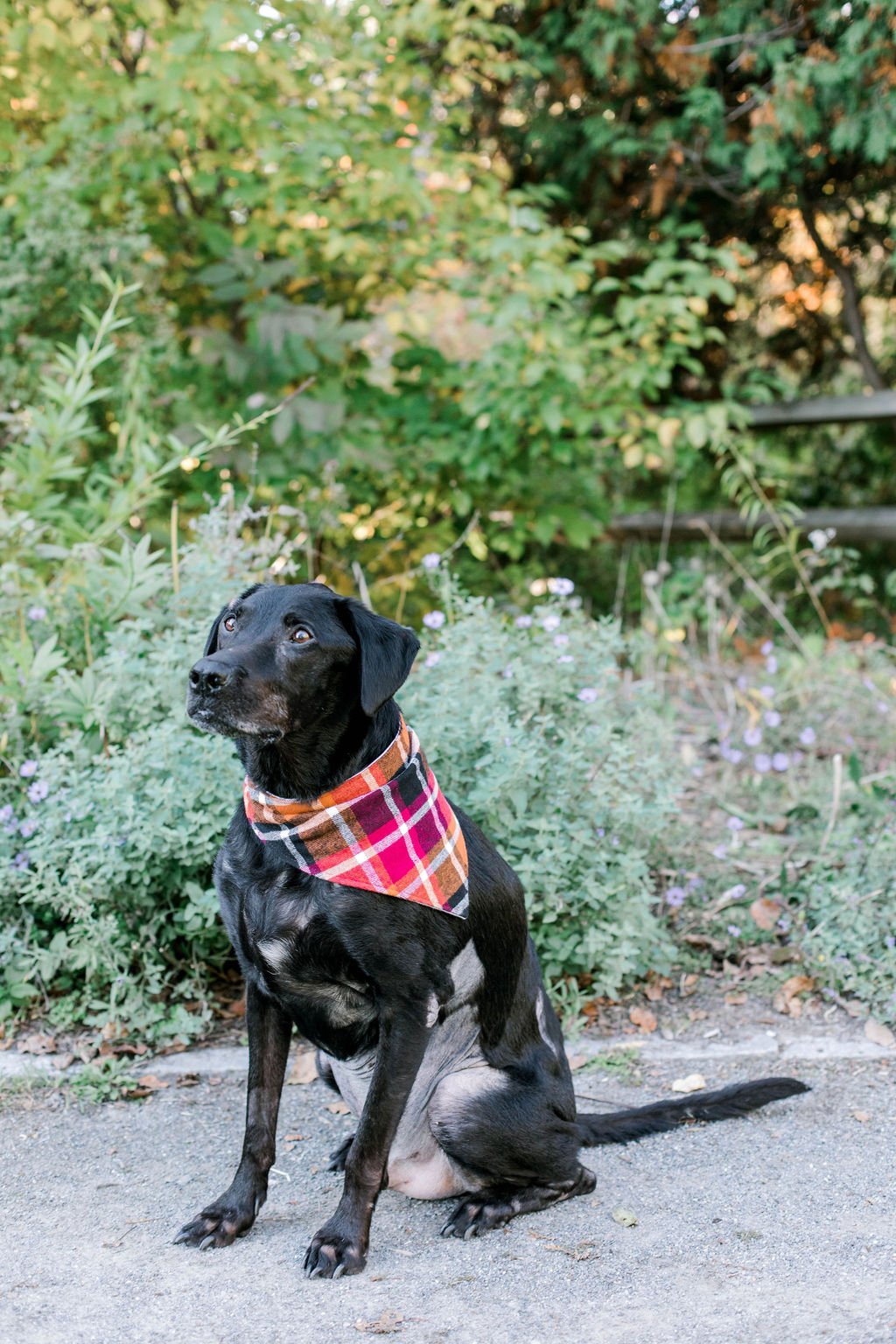 acton_arboretum_fall_dog_photos_erica_pezente_photography(16).jpg