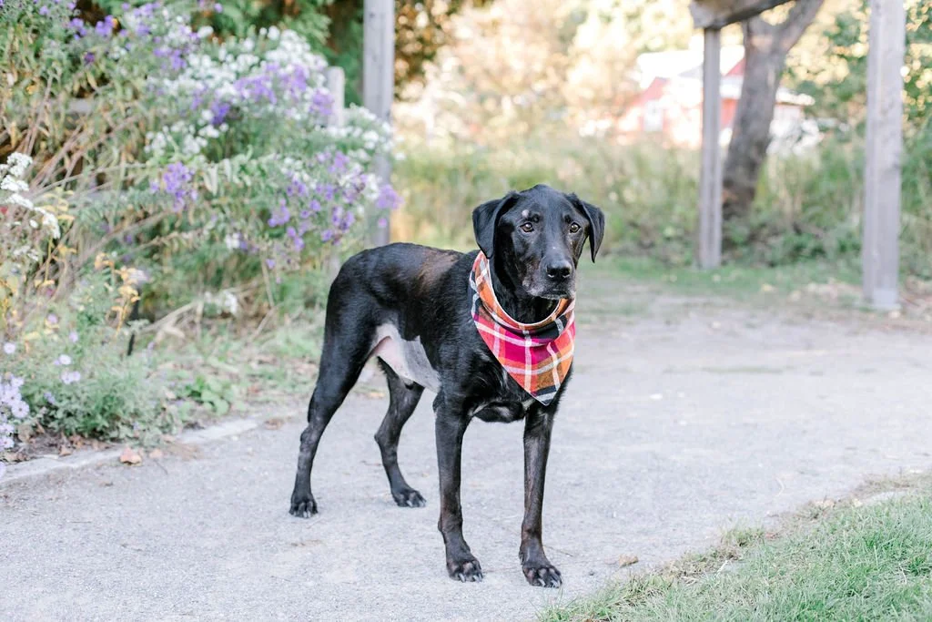 Acton Arboretum Fall Dog Photos | Liza and Harkins