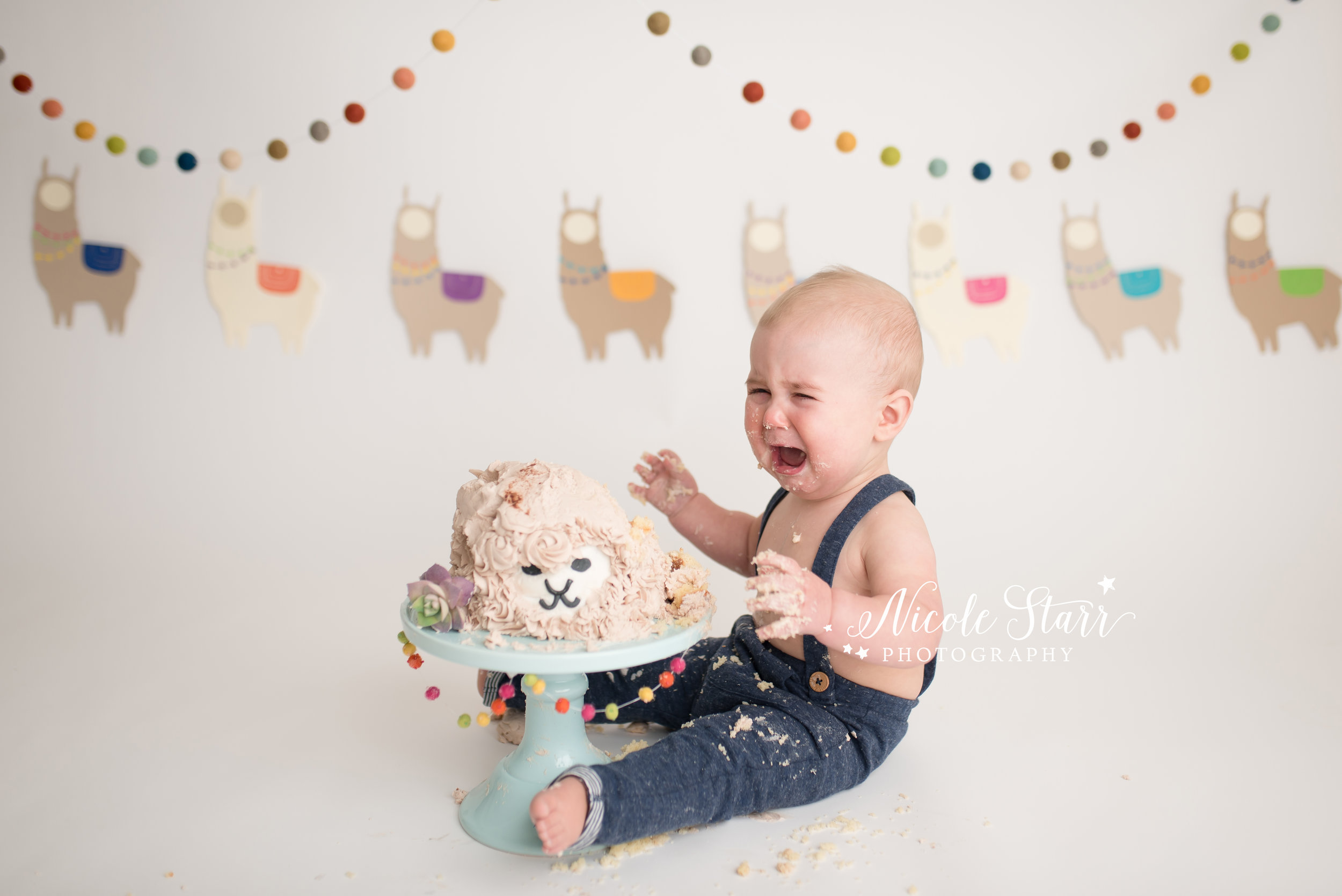 llama cake smash, nicole starr photography, saratoga springs cake smash photographer-15.jpg