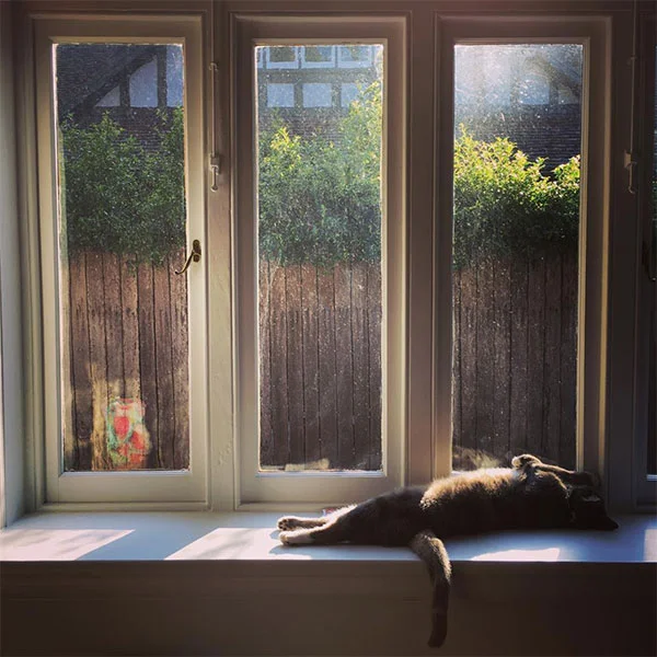 The cat settled in pretty much right away: we took a bit longer