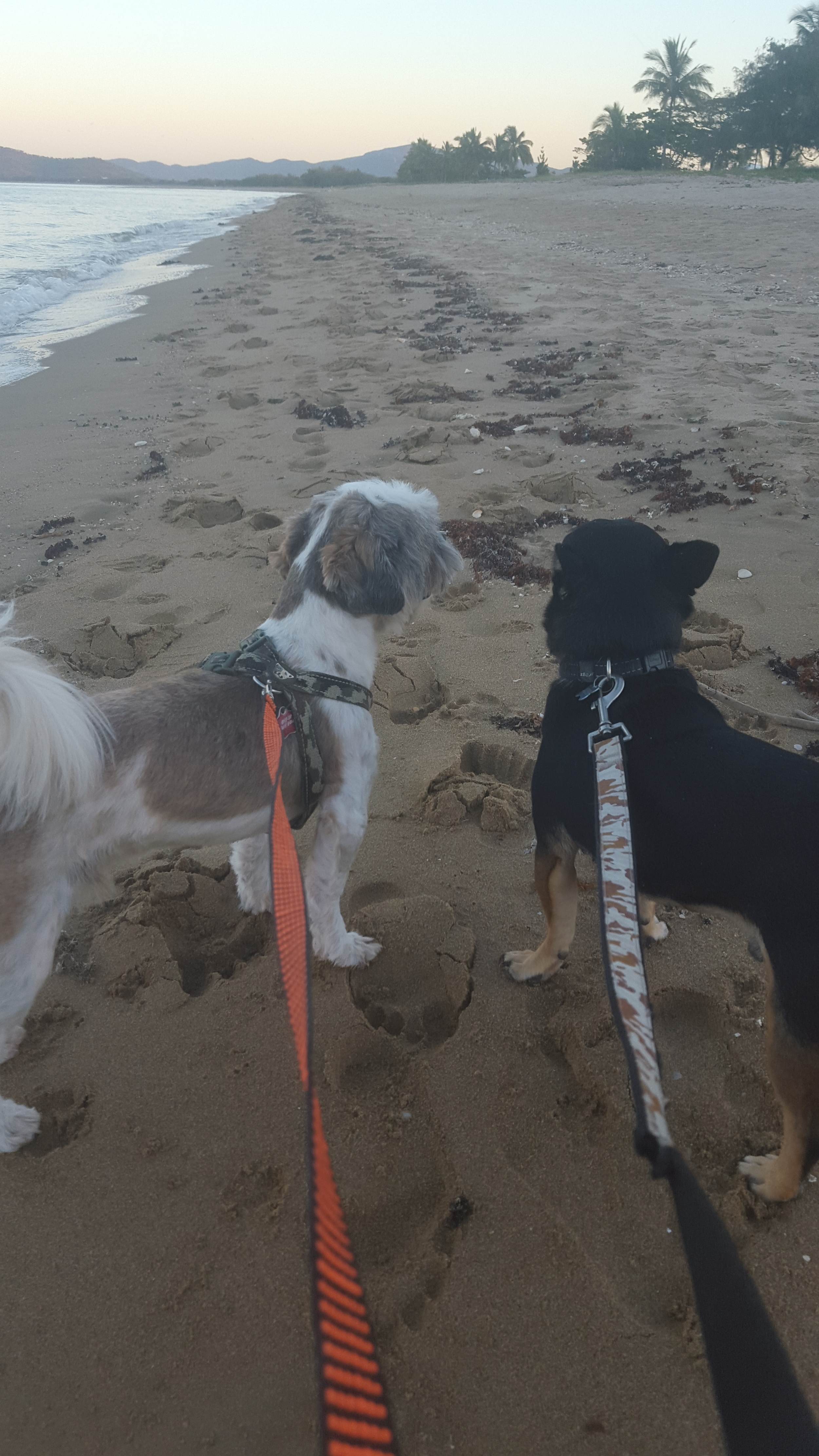 Fur-Mum takes dogs to the beach