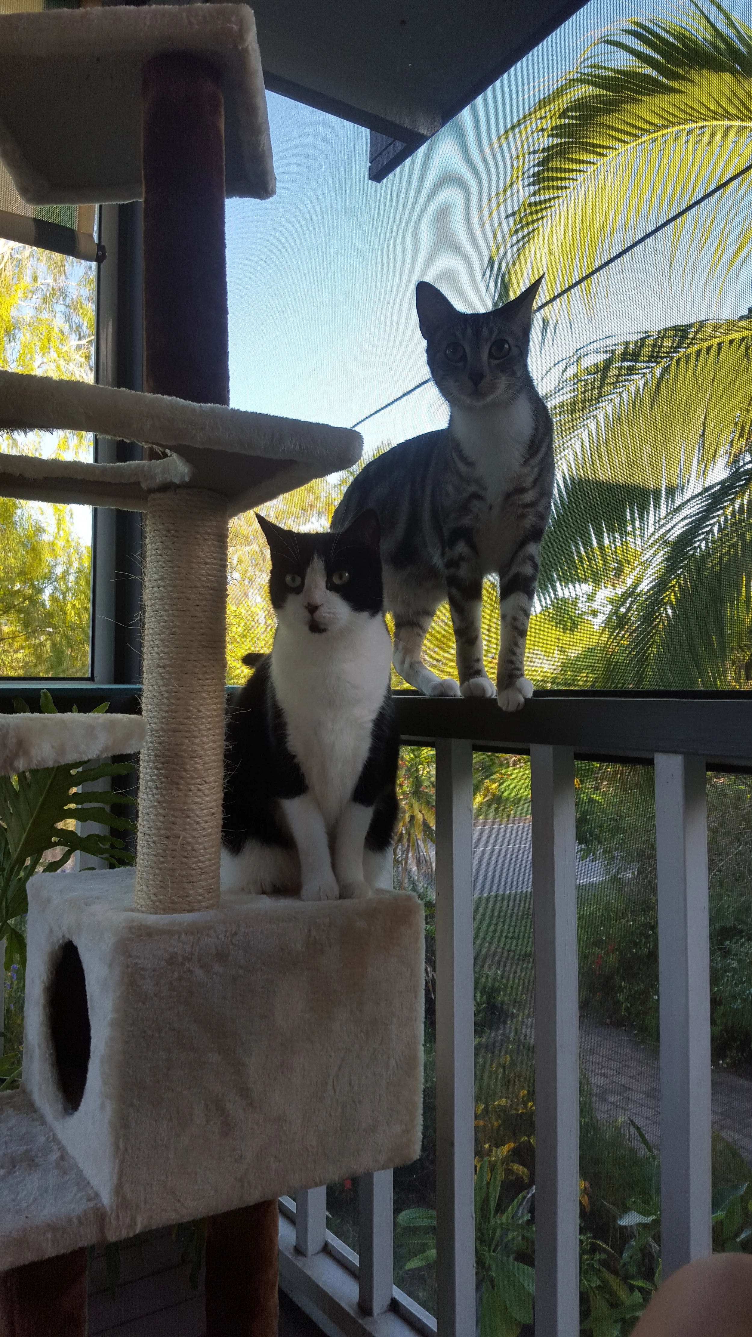 Cats explore climbing towers