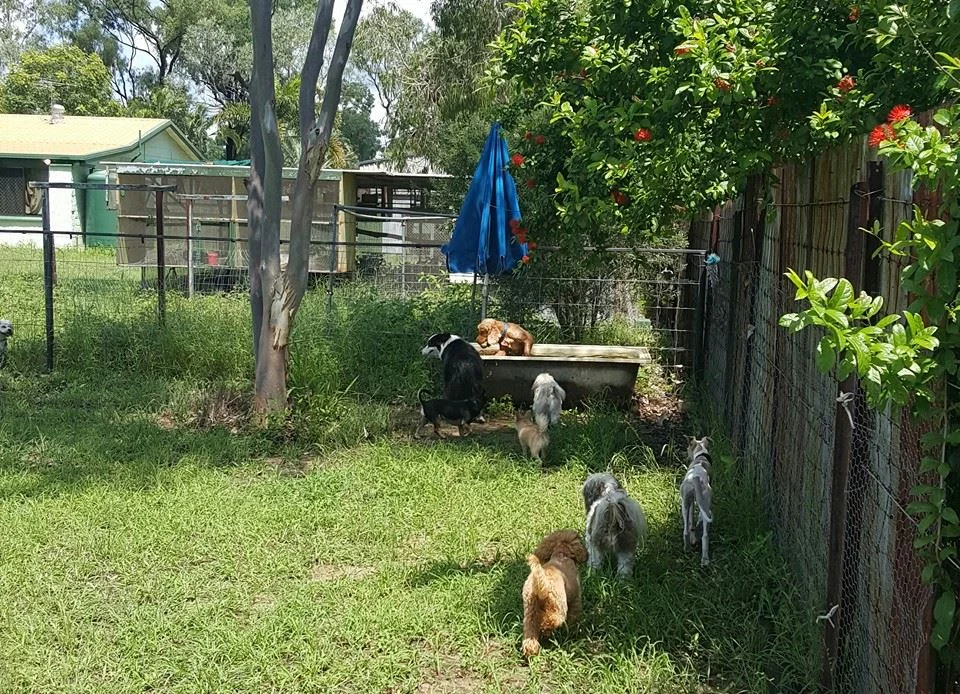 Dogs playing in the outdoor tubs
