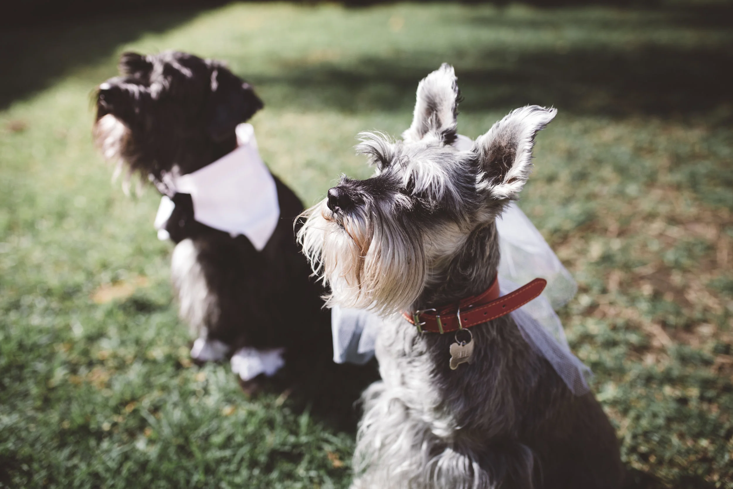 J&Aui-231.jpg