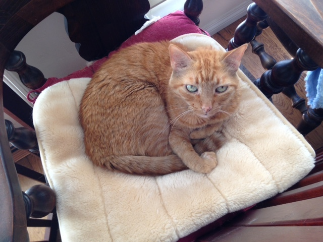 Maddie ...looking so cute in her chair :)